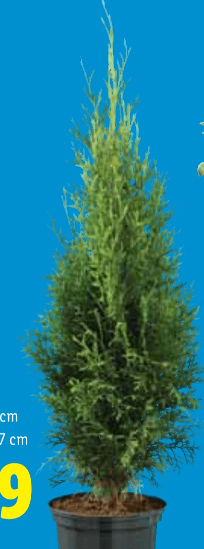 Tuja 1 kom - Akcija u trgovini Lidl