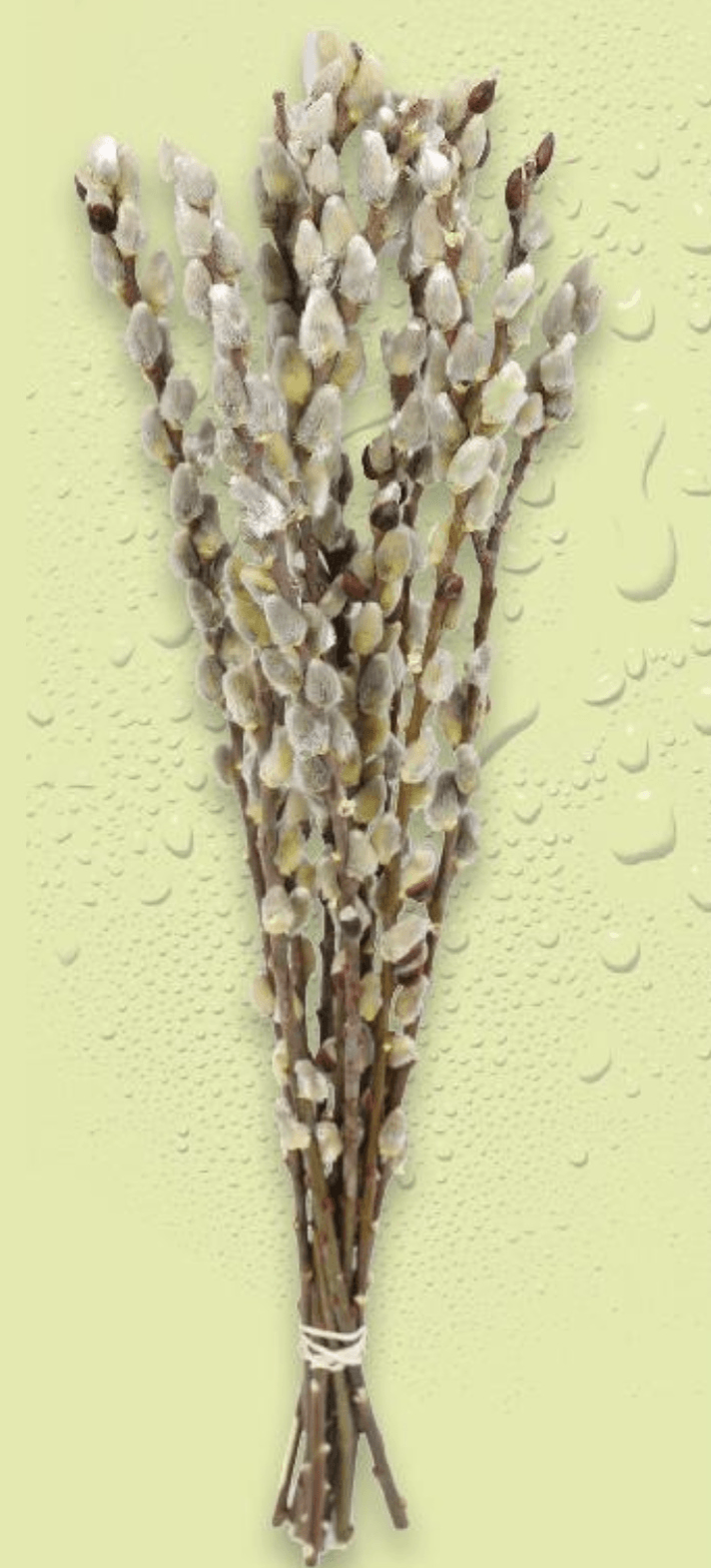Salix Cica maca 68 cm, pakiranje od 10 komada - Akcija u trgovini Kaufland