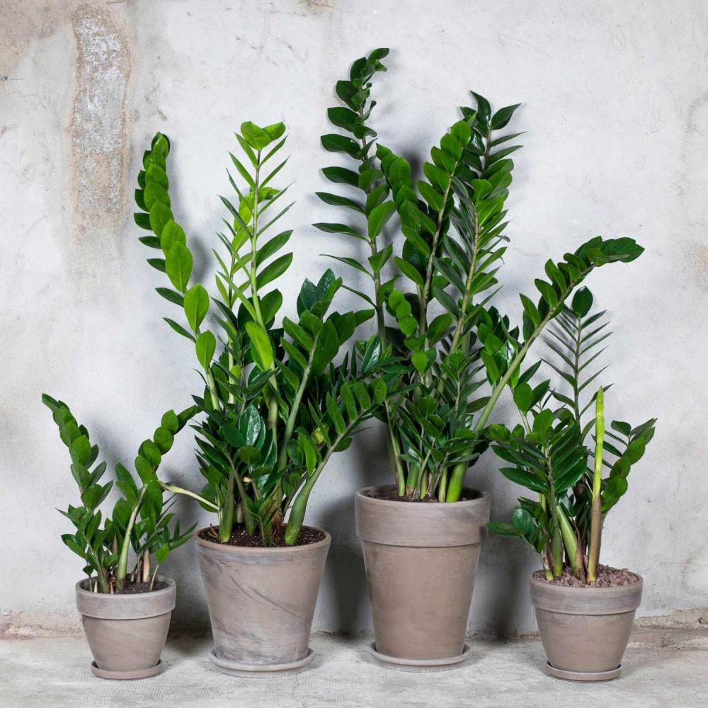 Odabrano ukrasno bilje - Akcija u trgovini Pevex