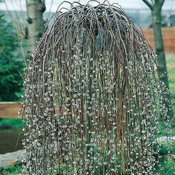 Žalosna vrba-salix Kilmarnock - Akcija u trgovini Vinkoprom