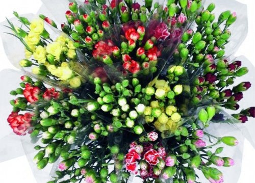 Buket Karanfila 10 komada - Akcija u trgovini Spar