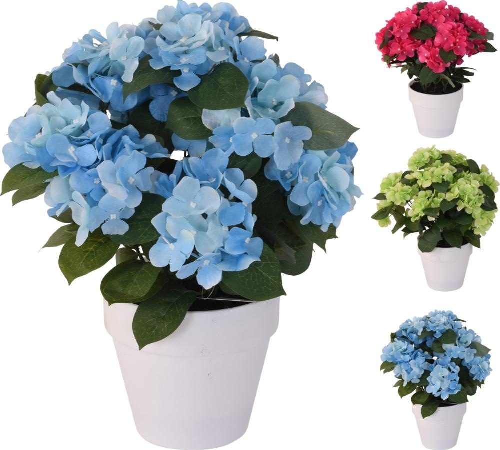 Hortenzija 1 kom - Akcija u trgovini Kaufland