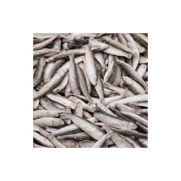 Papalina 1 kg - Akcija u trgovini Stanić Diskont