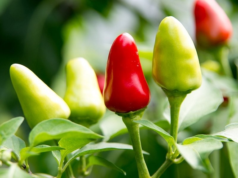 Papričice chilli komad - Akcija u trgovini Kaufland