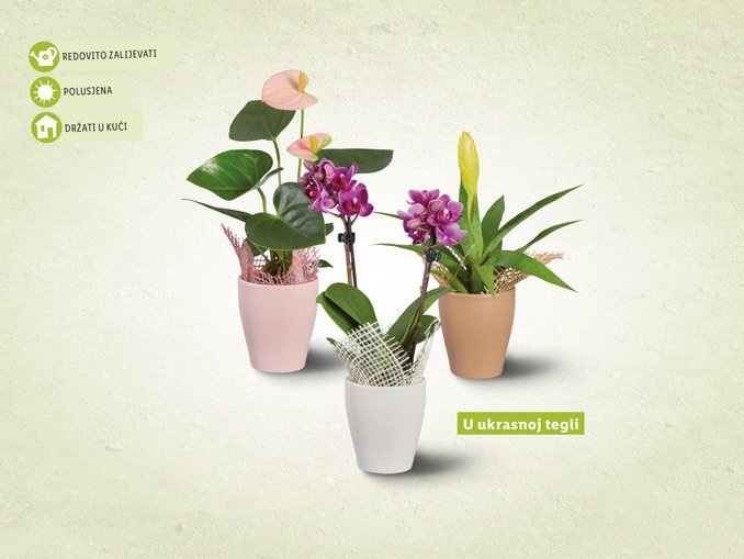 Biljni mini mix - Akcija u trgovini Lidl