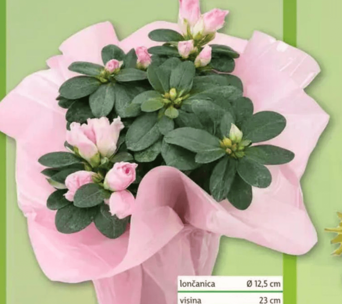 Azalea lončanica Ø 12,5 cm, visina 23 cm - Akcija u trgovini Plodine