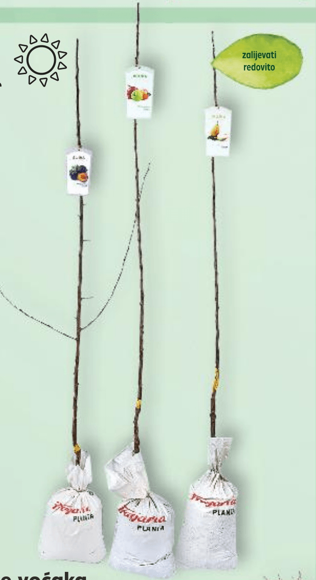 Sadnice voćaka komad - Akcija u trgovini Kaufland