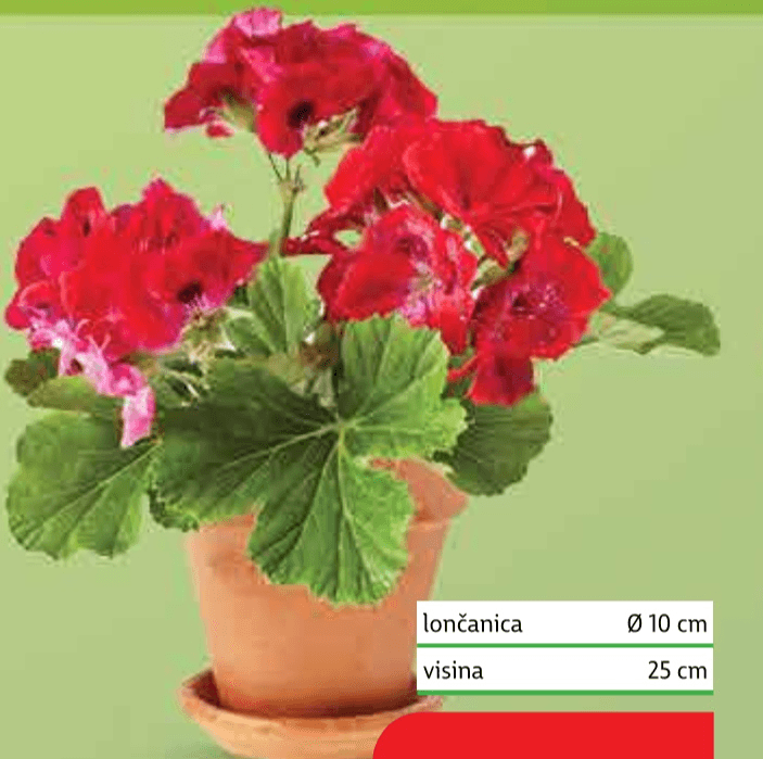 Pelargonija Peltatum - Akcija u trgovini Plodine
