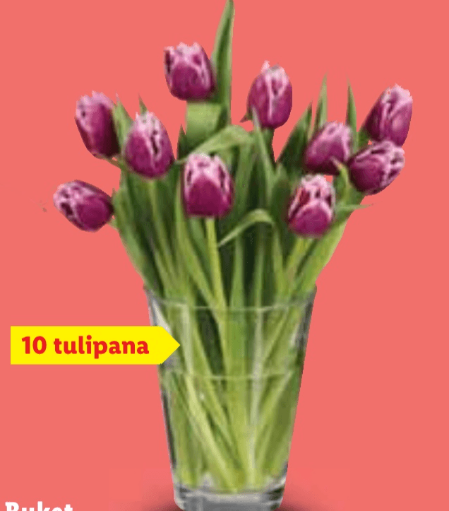 Buket tulipana mix 10 tulipana - Akcija u trgovini Lidl