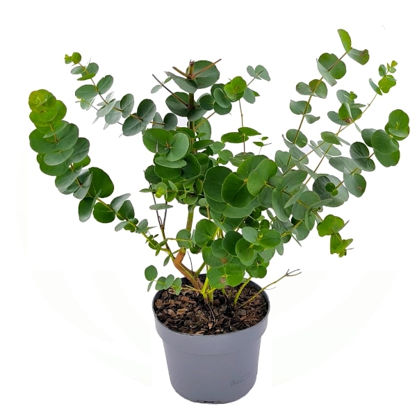 Sadnica Eucalyptus Gunnii Ø17 cm, visina: 50 cm - Akcija u trgovini Pevex