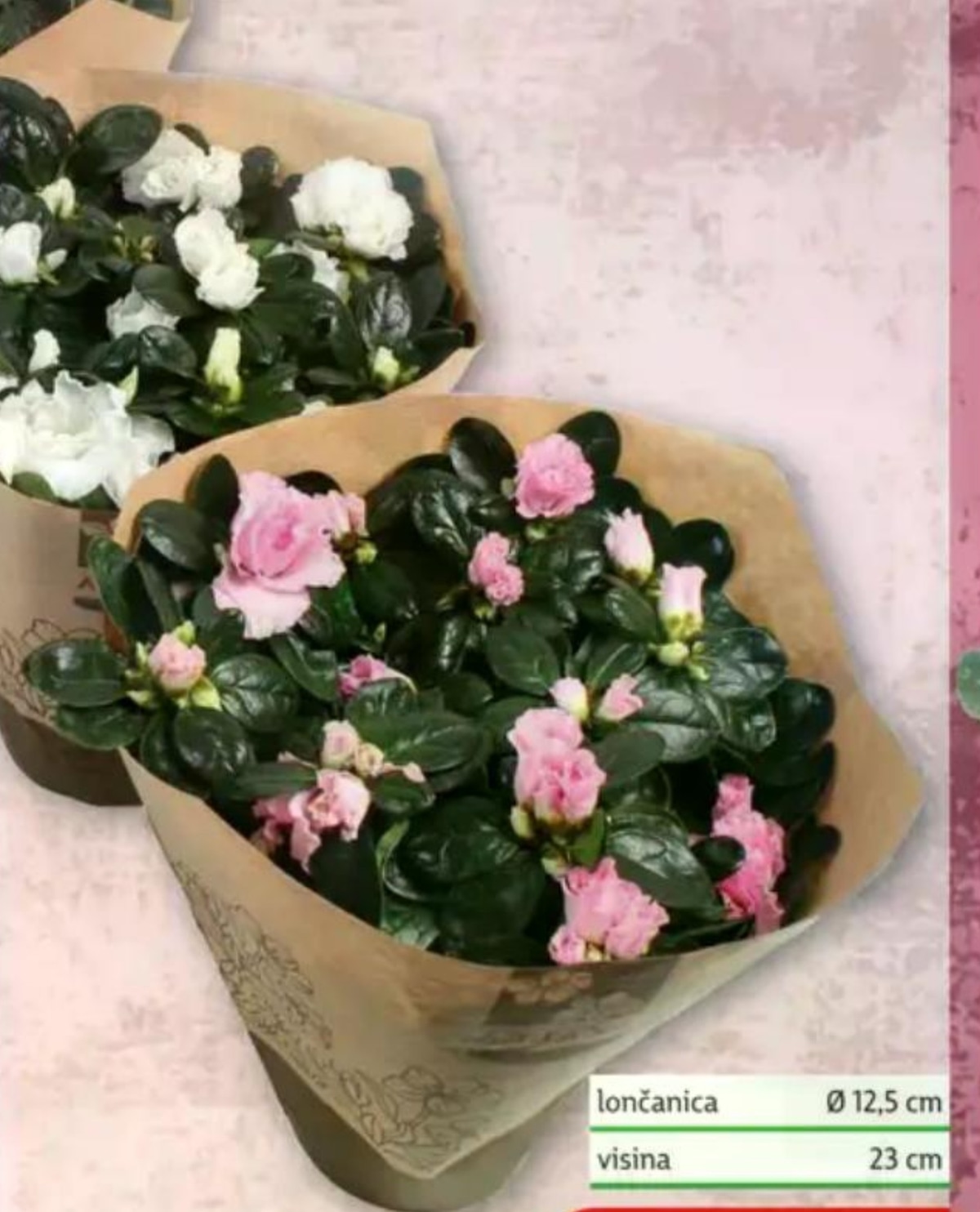 Azalea Mix - Akcija u trgovini Plodine