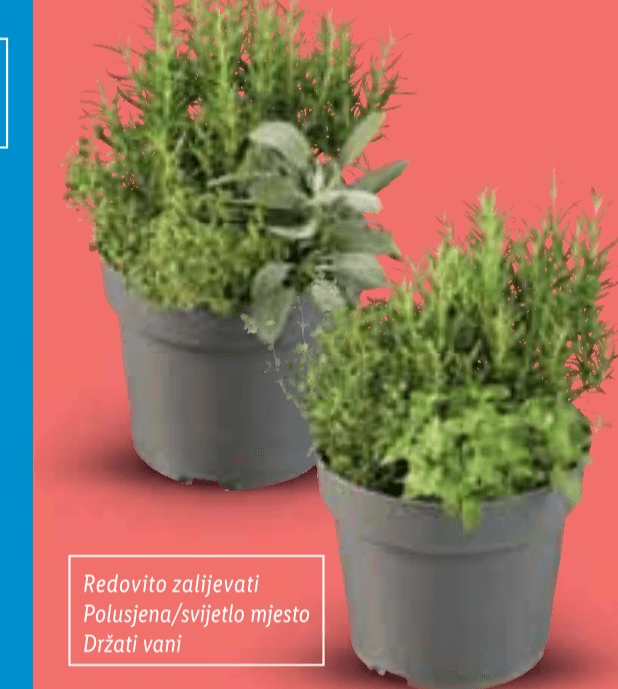 Talijaski začini Trio - Akcija u trgovini Lidl