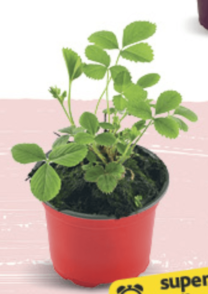 Sadnica Jagoda 10cm, kom - Akcija u trgovini Konzum