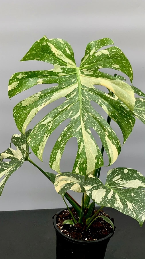 Cvijet Monstera Thai Constellation Ø 14 cm - Akcija u trgovini KTC