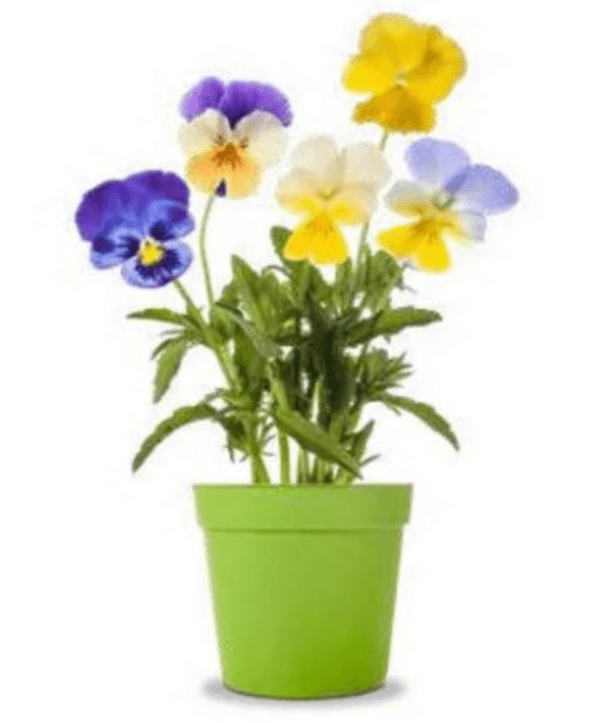 Maćuhica - Akcija u trgovini Eurospin