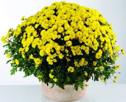 Krizantema multiflora 1 kom Akcija u trgovini Spar