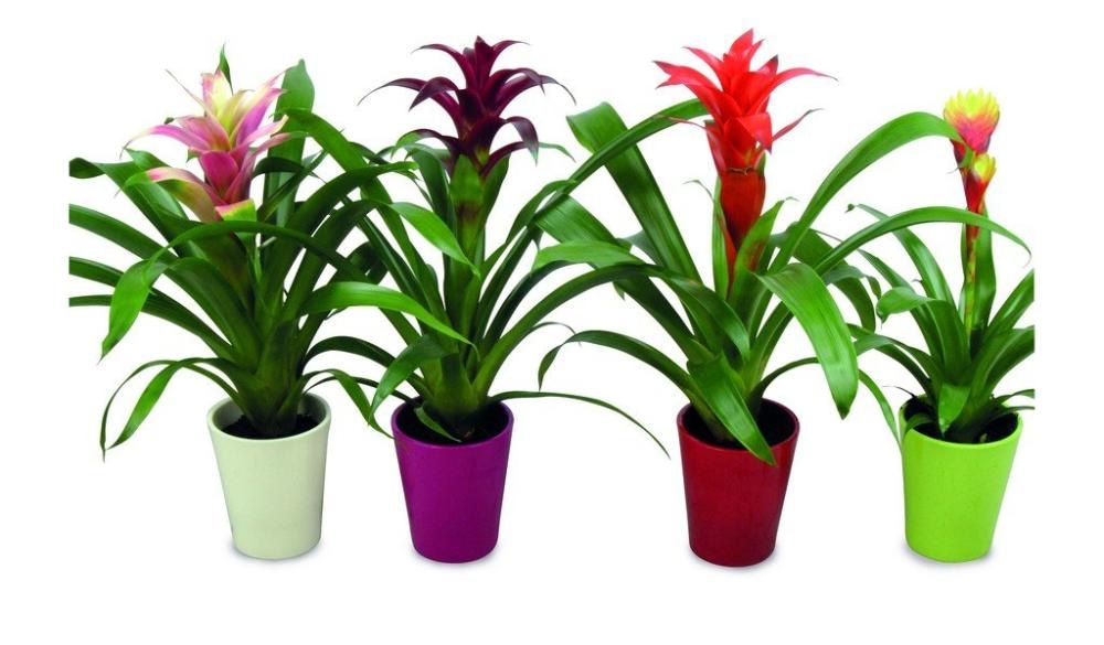 Bromelia 1 kom - Akcija u trgovini Interspar
