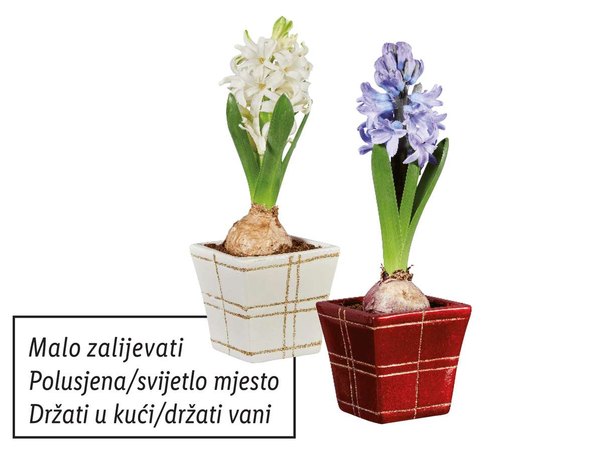 Zumbul - Akcija u trgovini Lidl