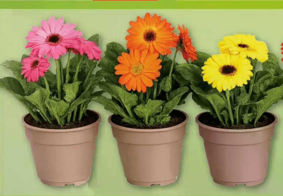 Gerbera mix lončanica Ø 12 cm, visina 30 cm - Akcija u trgovini Plodine
