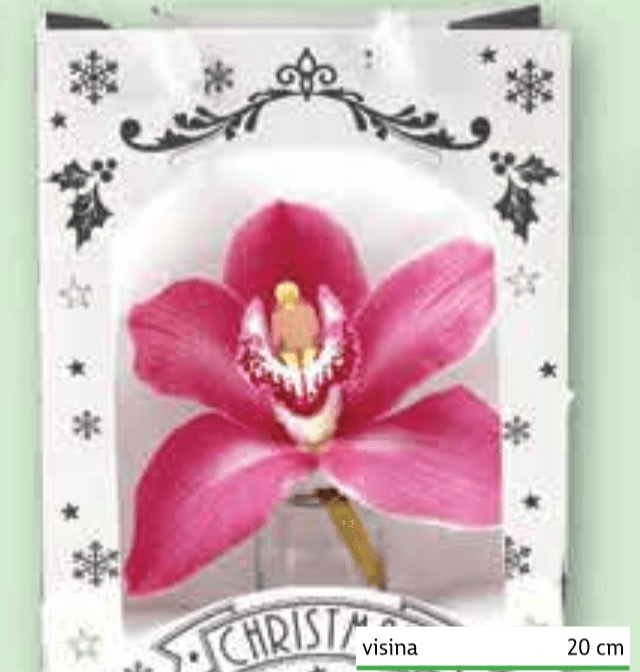 Mini orhideja - Akcija u trgovini Plodine