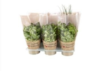 Domaći mix začina - Akcija u trgovini Plodine