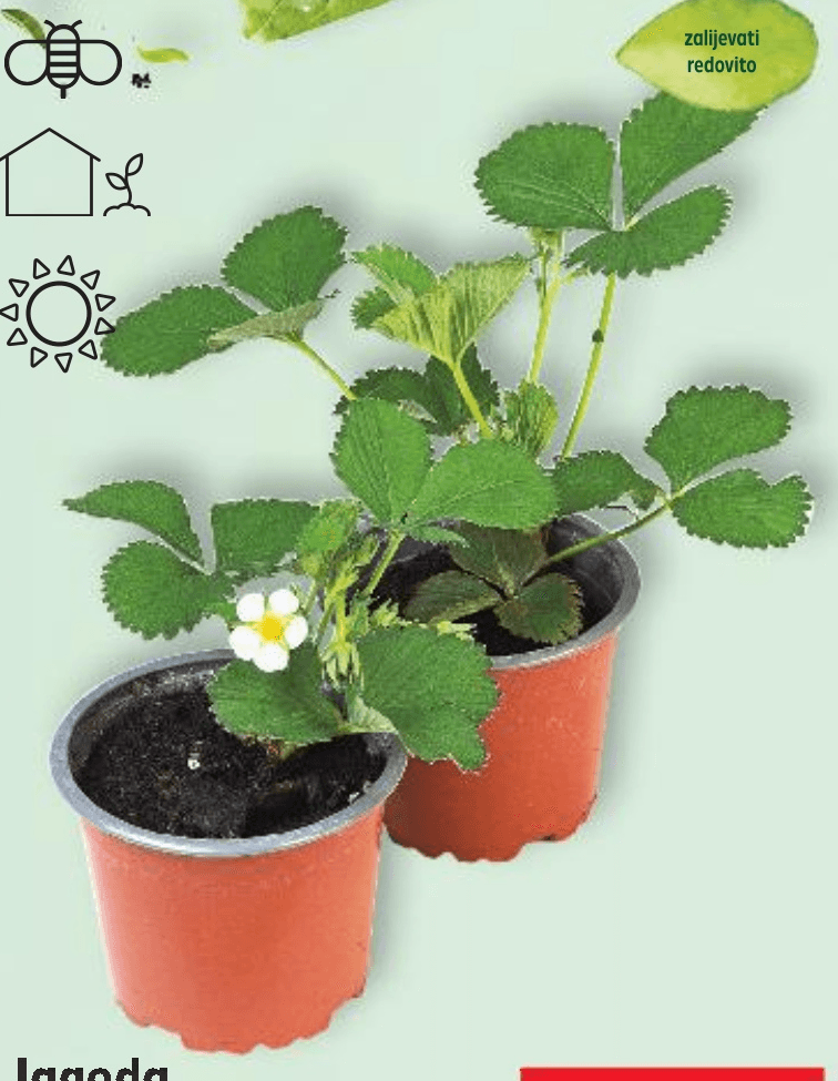 Jagoda mjesečarka komad - Akcija u trgovini Kaufland