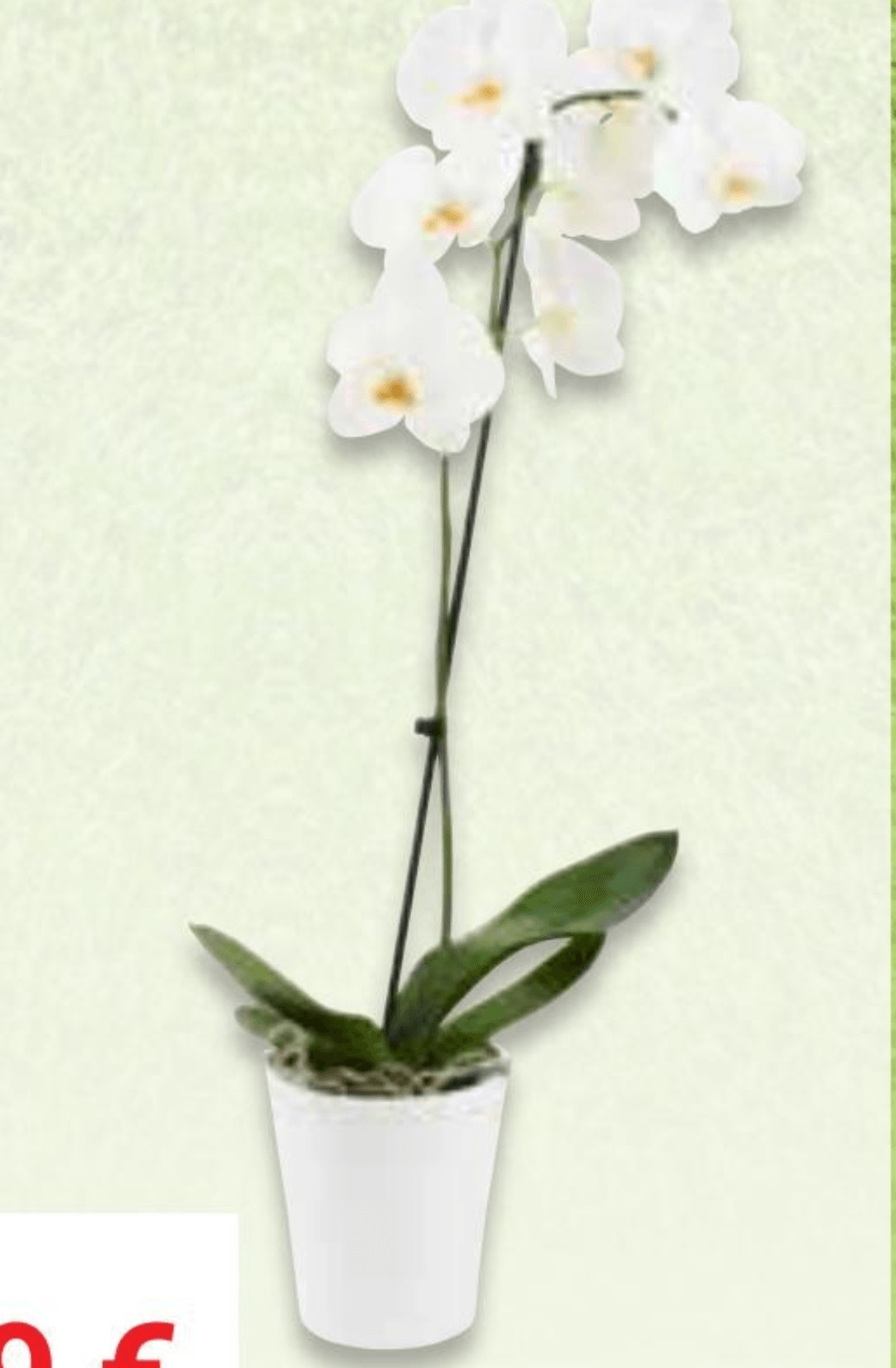 Lončanica Orhideja Ø12, 60 cm - Akcija u trgovini Pevex