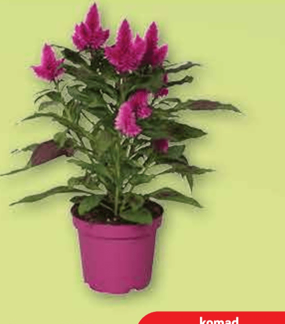 Pijetlova Krijesta lončanica Ø 12 cm, visina 32 cm - Akcija u trgovini Plodine