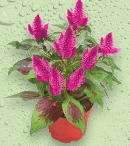 Celosia 1 kom - Akcija u trgovini Konzum