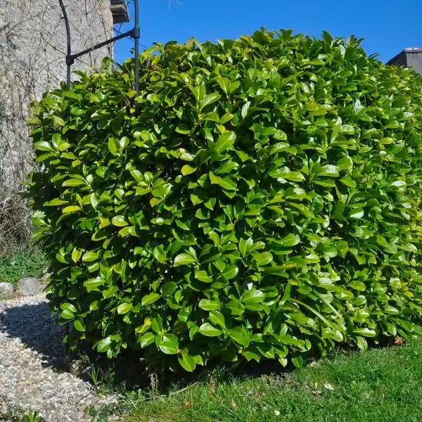 Lovorvišnja 'Novita' - Akcija u trgovini Bauhaus