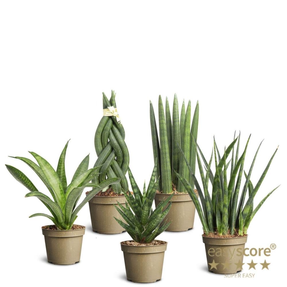 Sanseveria cca 32-35 cm Akcija u trgovini Lidl
