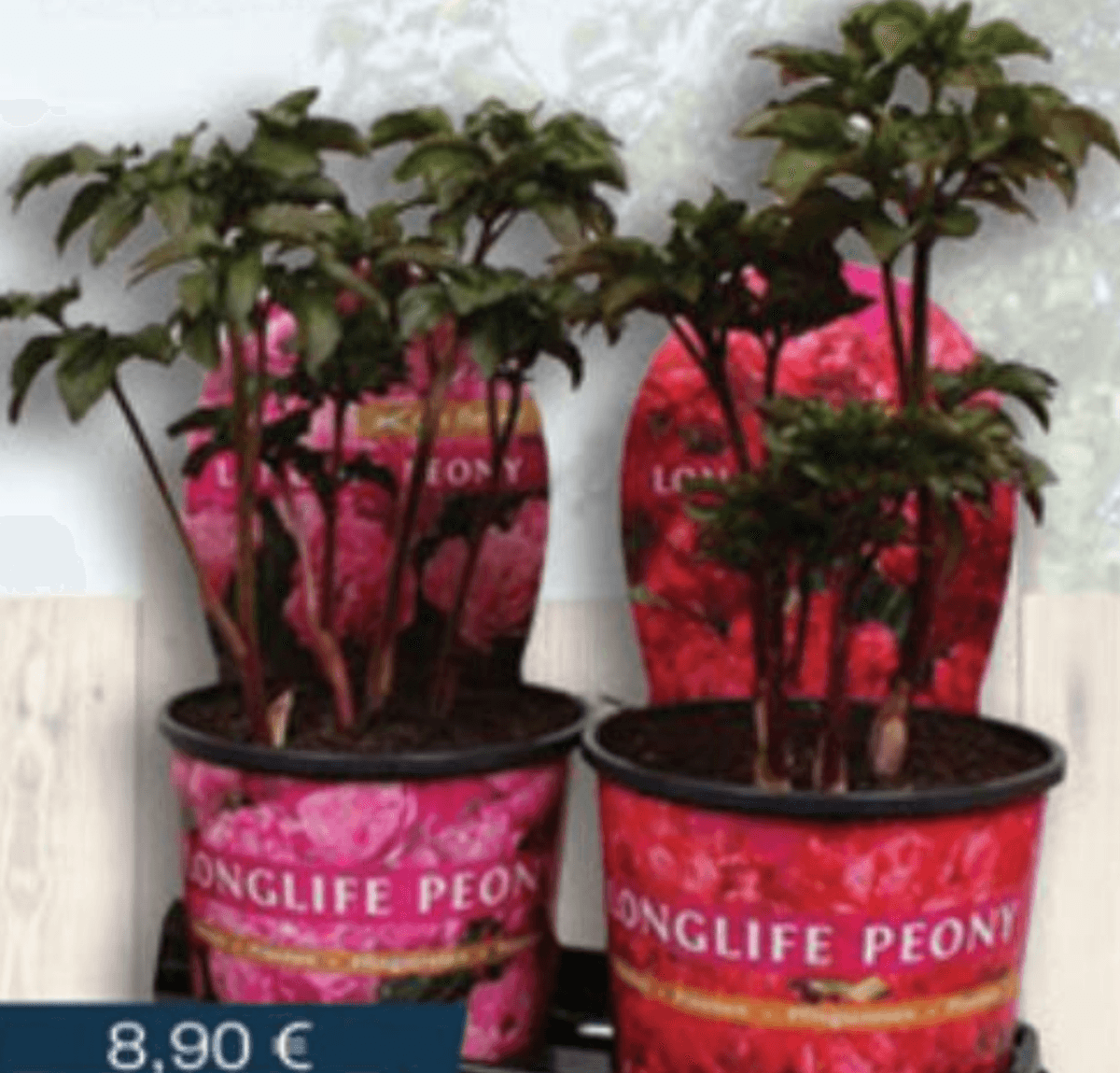 Paeonia suffr. Božur 15 do 20 cm - Akcija u trgovini Vinkoprom