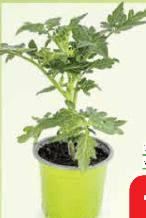 Balkonska rajčica lončanica Ø 10 cm, visina 15 cm - Akcija u trgovini Plodine