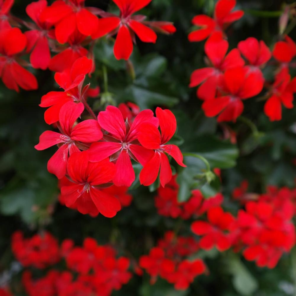 Pelargonija velecvjetna grmolika mix - Akcija u trgovini KTC