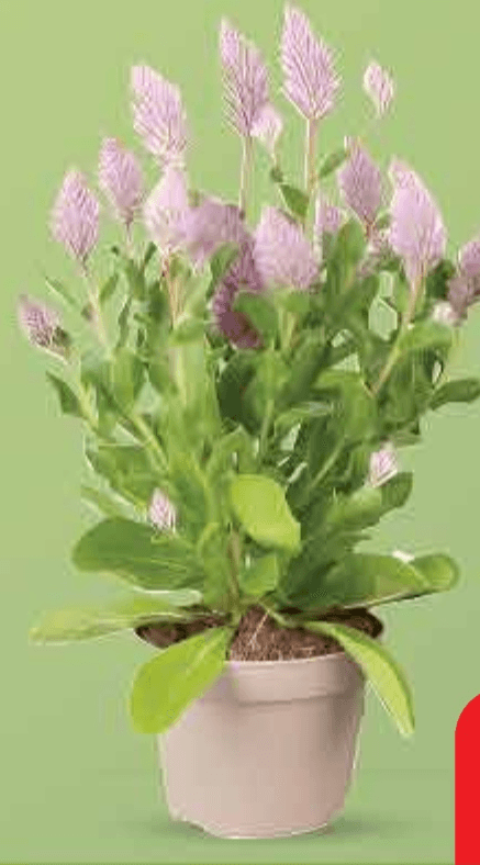 Lisičji rep - Akcija u trgovini Plodine