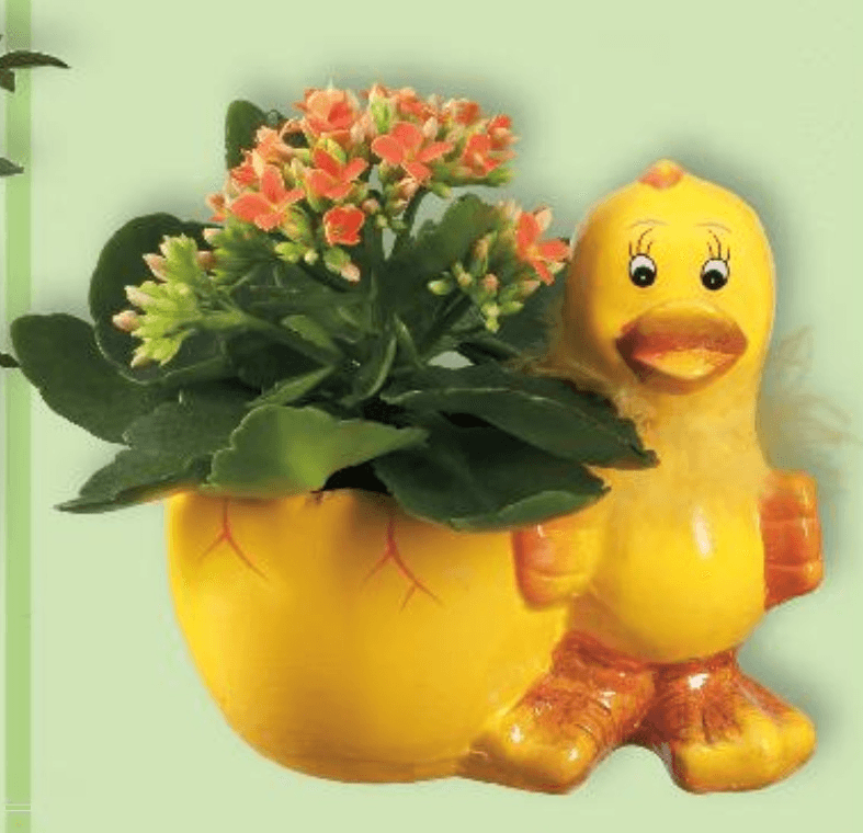 Mini kalanhoja komad - Akcija u trgovini Kaufland