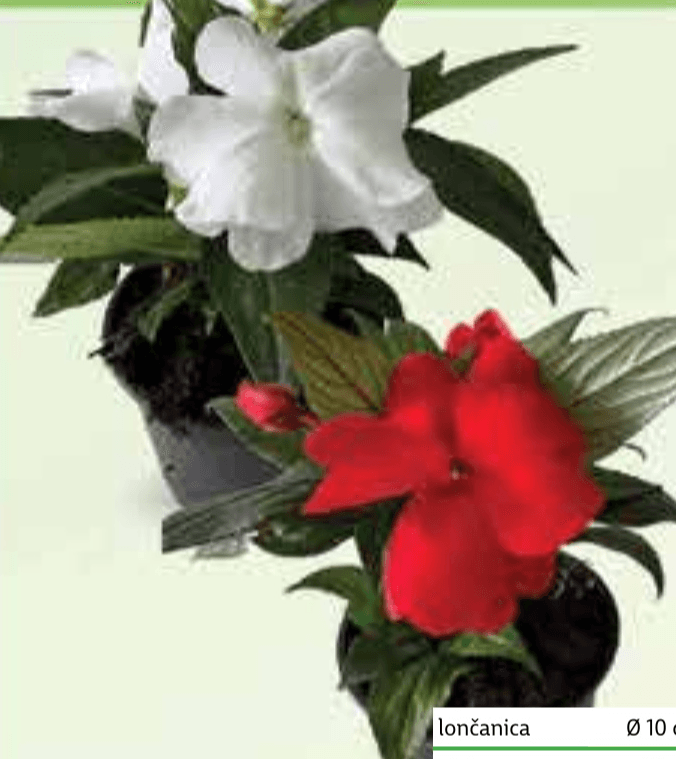 Vodenika Nova Gvineja lončanica Ø 10 cm, visina 20 cm - Akcija u trgovini Plodine