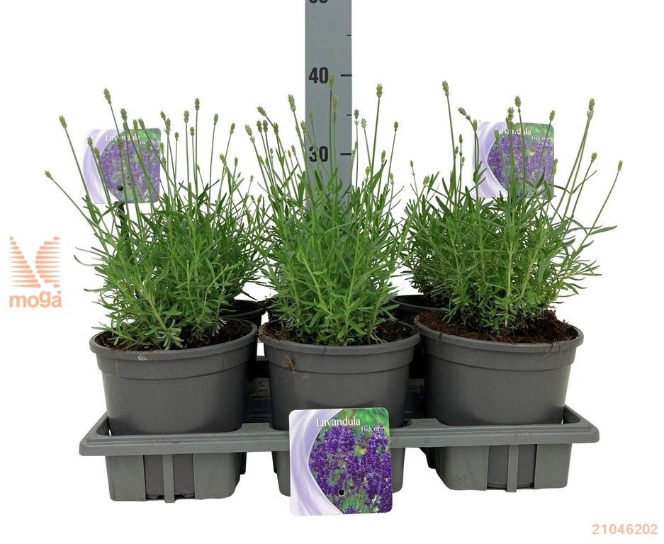 Lavanda hidcote promjera 14 cm - Akcija u trgovini KTC