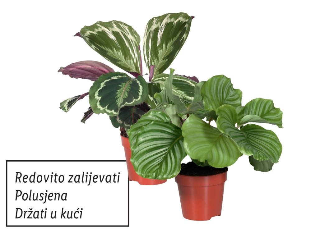 Kalateja mix Akcija u trgovini Lidl