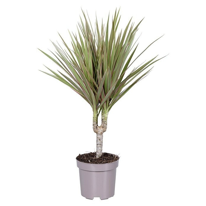 Lončanica Dracaena Marginata Ø17, 75 cm - Akcija u trgovini Pevex