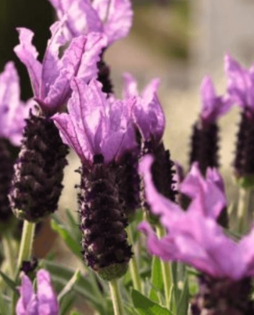 Lavandula Stoechas Ø14 - Akcija u trgovini Merkury