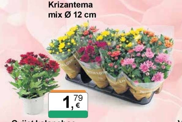 Krizantema Mix lončanica 12 cm, visina 27 cm Akcija u trgovini Plodine