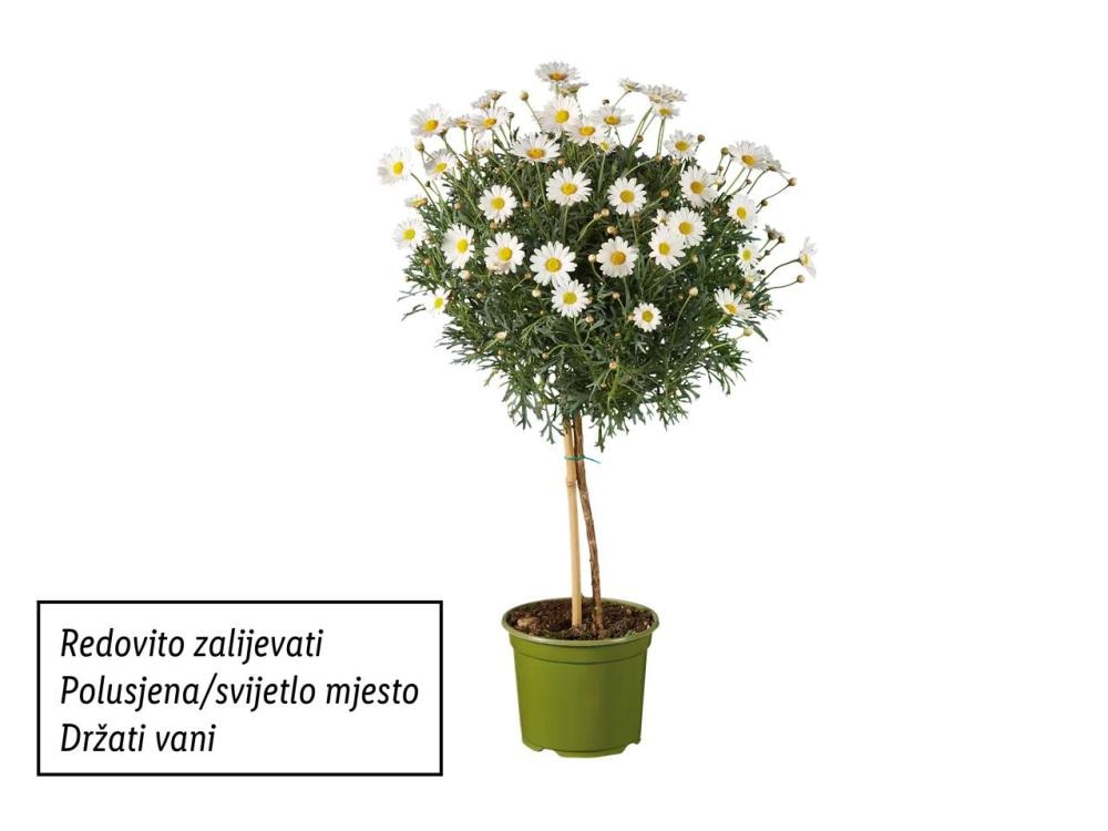 Ivančica stablašica - Akcija u trgovini Lidl