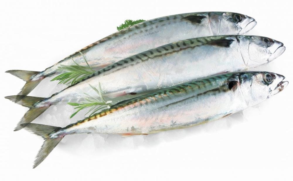 Skuša 1 kg - Akcija u trgovini Tommy