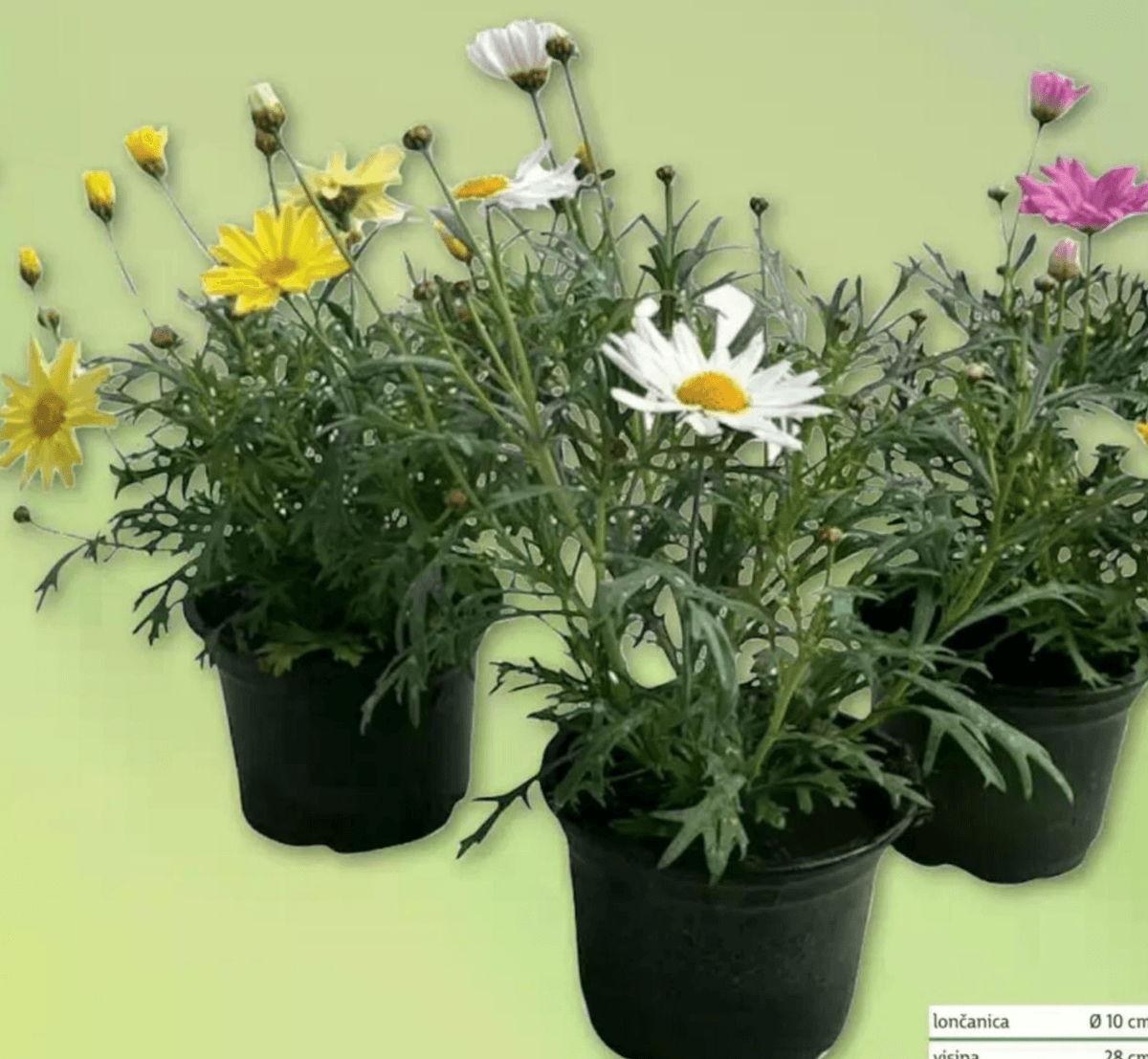 Kanarska ivančica lončanica Ø 10 cm, visina 28 cm - Akcija u trgovini Plodine