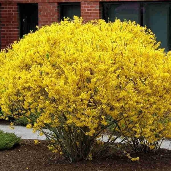 Sadnica forzicije - Akcija u trgovini Plodine