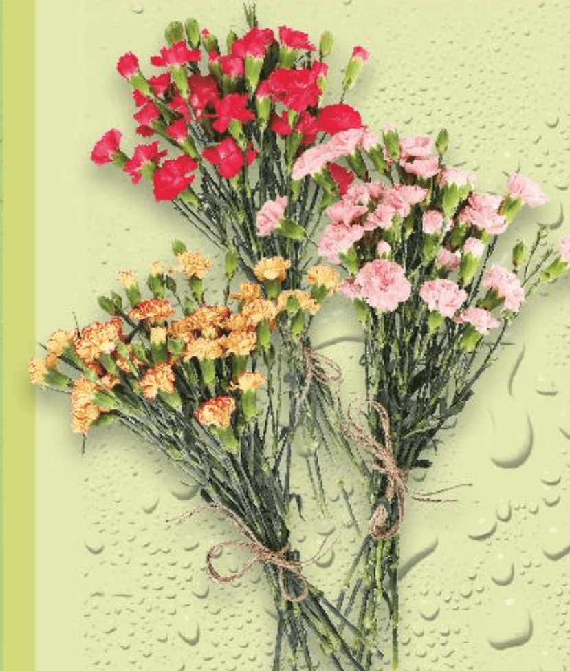 Karanfili 7 komada - Akcija u trgovini Kaufland