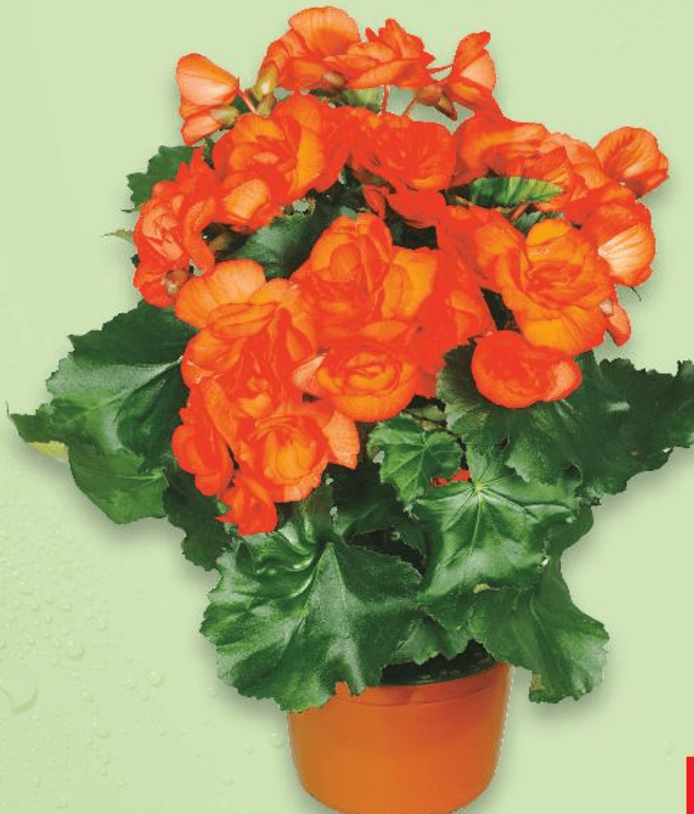 Begonija 1 komad - Akcija u trgovini Kaufland