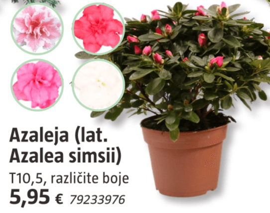 Azaleja T10,5 - Akcija u trgovini Bauhaus