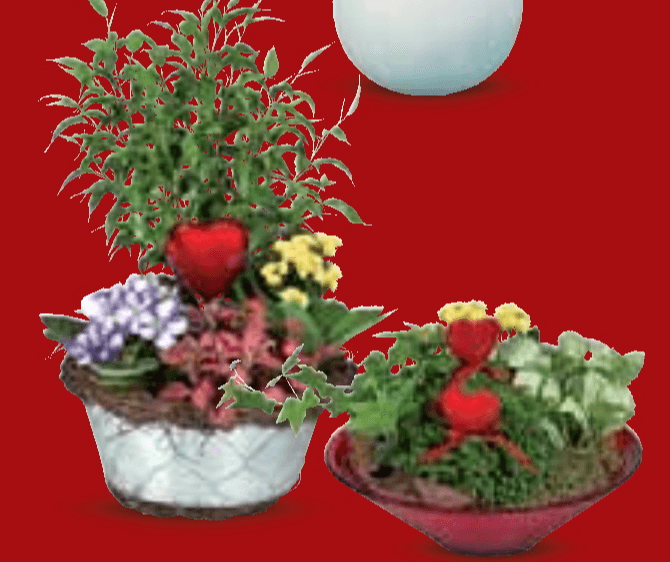 Aranžman 'Majčin dan' - Akcija u trgovini Lidl